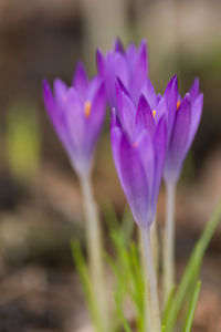 Close-up of purple crocus blooming outdoors