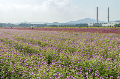 View of flowers growing in field