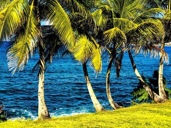 Palm trees on beach against sky