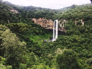 Scenic view of waterfall in forest