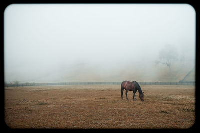 View of a horse on field