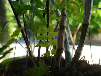 Close-up of fresh plants on field