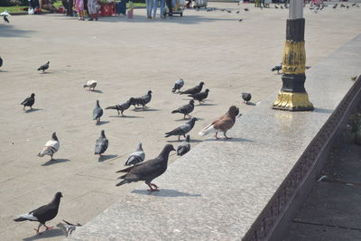 High angle view of pigeons perching on street in city