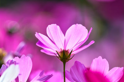 Close-up of pink flower