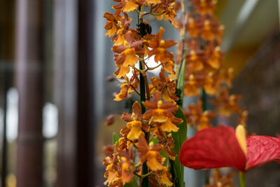 Close-up of yellow flowering plant