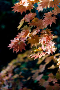 Close-up of maple leaves on tree