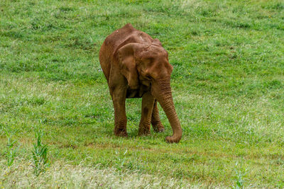 Elephant on field