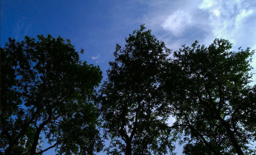 Low angle view of trees against sky