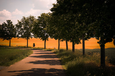 Footpath amidst trees against sky