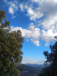 Low angle view of trees against sky