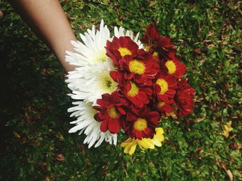 Close-up of hand holding flower