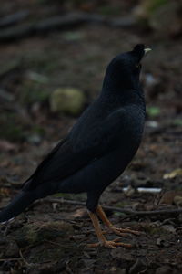 Close-up of bird perching on a field