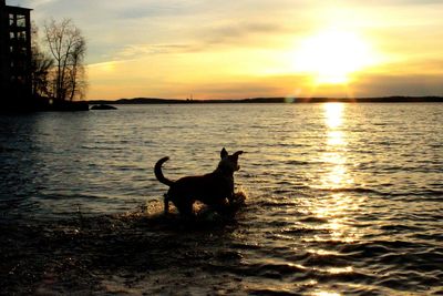 Silhouette dog by sea against sky during sunset