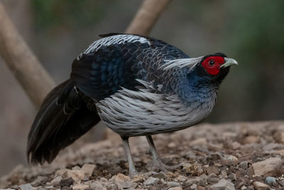 Close-up of bird perching on a field