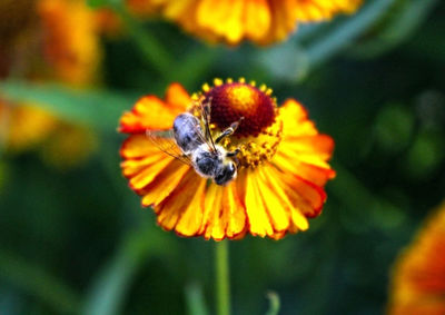 Close-up of insect on flower