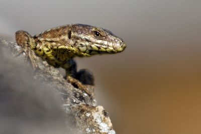 Close-up side view of snake against blurred background