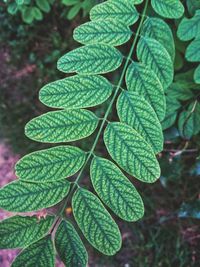 Close-up of green leaves