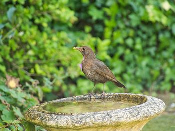 Close-up of bird perching on a tree