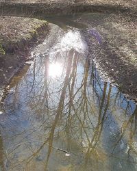 Reflection of trees in lake