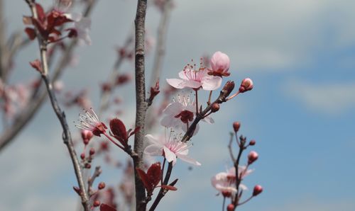 Close-up of pink flowers on branch