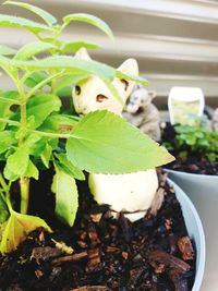 High angle view of a lizard on potted plant