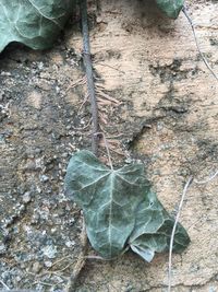 High angle view of leaf