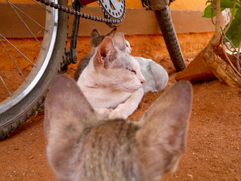 Close-up of cats sitting by bicycle