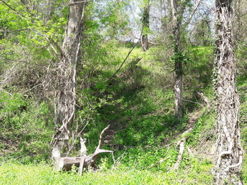 Full frame shot of trees