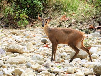 Deer standing on rock