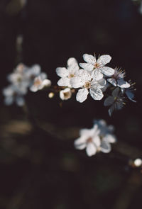 Close-up of white cherry blossoms