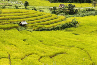 Scenic view of rice field on a sunny day.