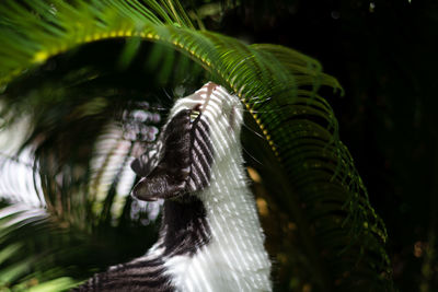 Close-up of cat by leaves of plant