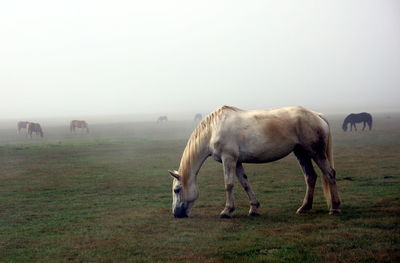 Horses grazing in a field