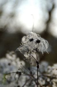 Close-up of dried plant