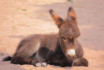 A brown mule is sitting on the floor