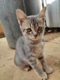 Close-up portrait of tabby kitten