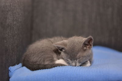 Close-up of a cat sleeping