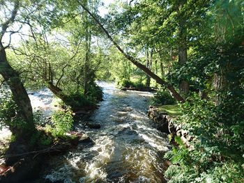 Stream flowing through forest