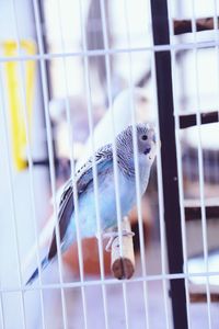 Close-up of snake in cage