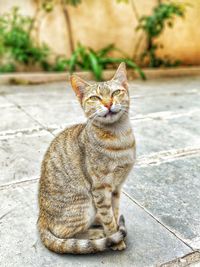 Portrait of cat sitting outdoors