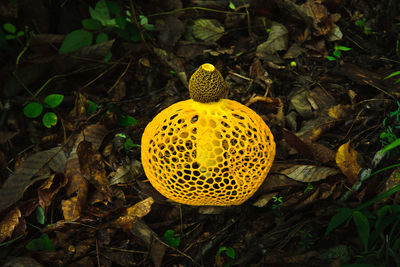 Close-up of fruit on plant at night