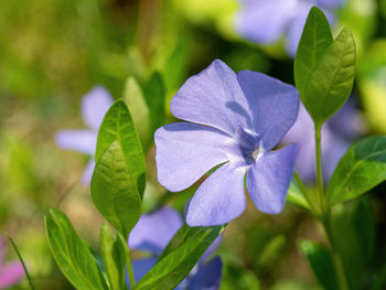 Close-up of purple flowering plant