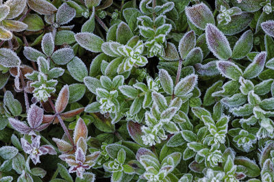 Full frame shot of plants