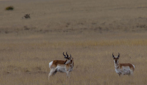 Flock of deer on field