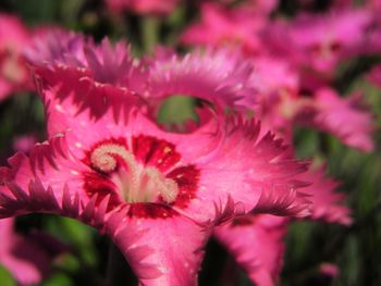 Close-up of pink flowering plant