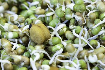 Full frame shot of sprouts