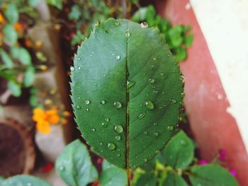 Rain water drops on young standard tree rose leaves in spring