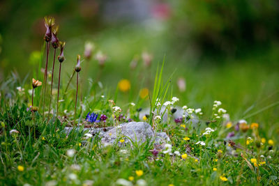 Close-up of poppy flowers growing in field