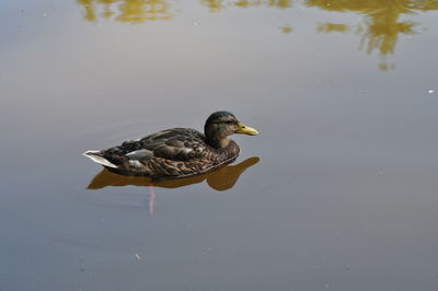 Duck swimming on lake