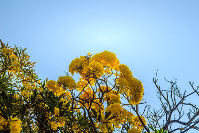 Low angle view of yellow flowering plants against clear blue sky